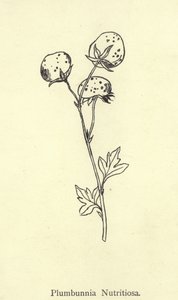 Plumbunnia Nutritiosa  by Edward Lear